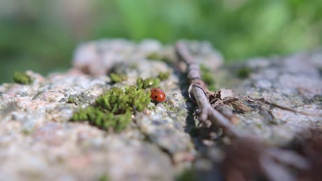 little ladybug runs on the stone