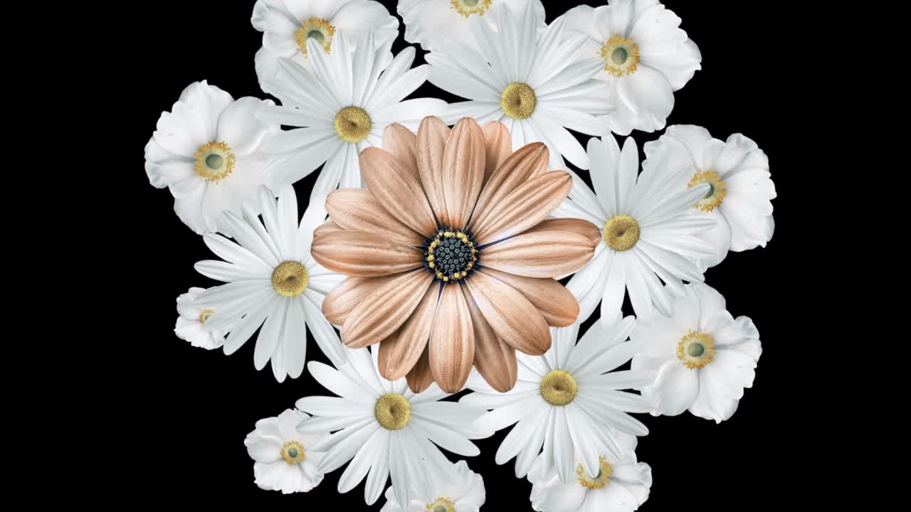 Animation of realistic white daisies moving around with a large brown flower in the center. Black background