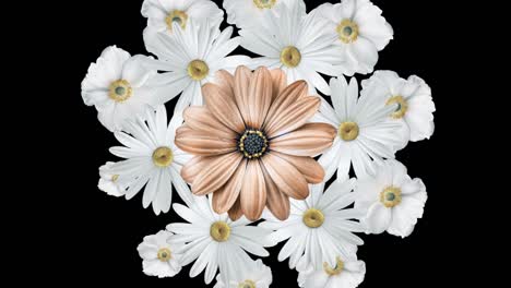 animation of realistic white daisies moving around with a large brown flower in the center. black background