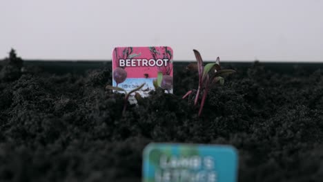 beetroot sprouts planted in fine soil in home garden