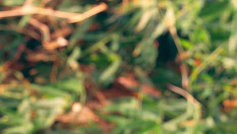 vertical footage - blurry defocused of tropical green waving bamboo tree branch blowing in wind natural relax background concept with sunlight, abstract and bokeh