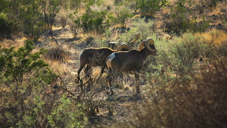 two bighorn sheep forage in the dry season