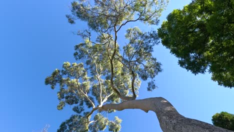 branches waving against a clear blue sky