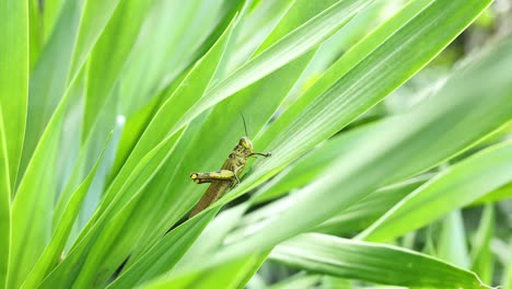 primer plano de un saltamontes posado en hojas de hierba verde vibrante