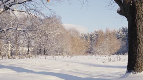 zoom out revealing forest covered with snow without people