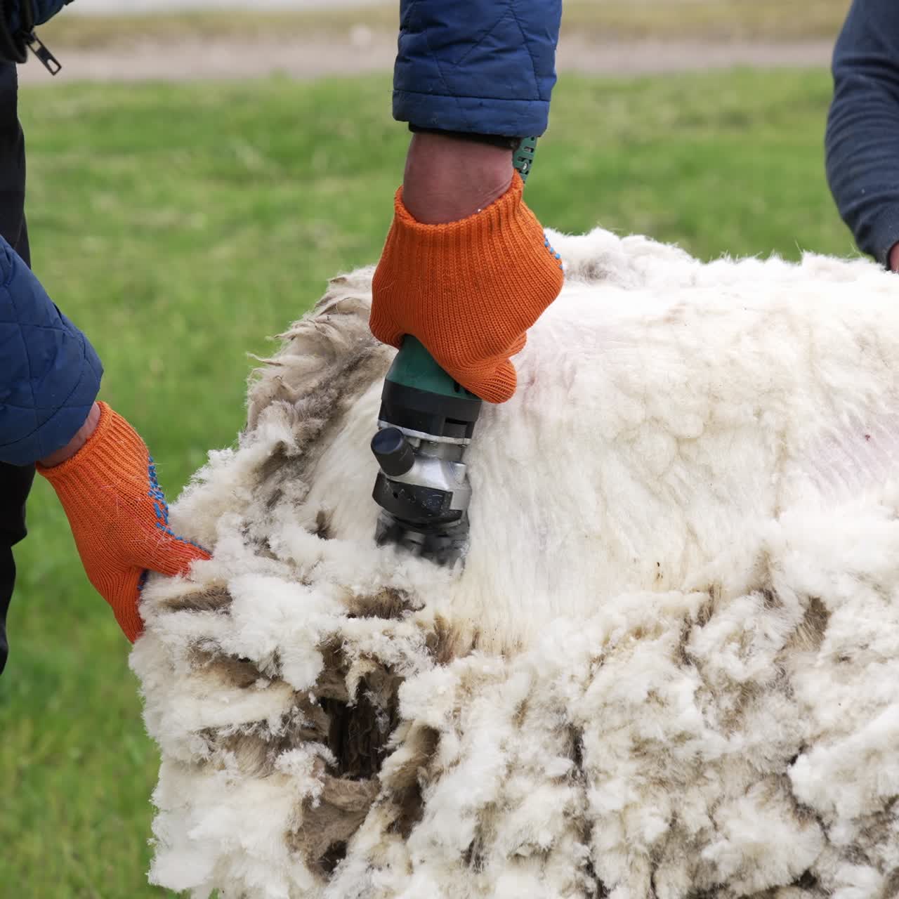 White wool shearing from the sheep. Agricultural farmer shearing the sheep