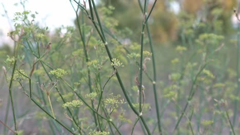 Slow-motion-shot-of-isolated-low-plant-with-blurry-background-in-the-fields,-medium-shot-120fps