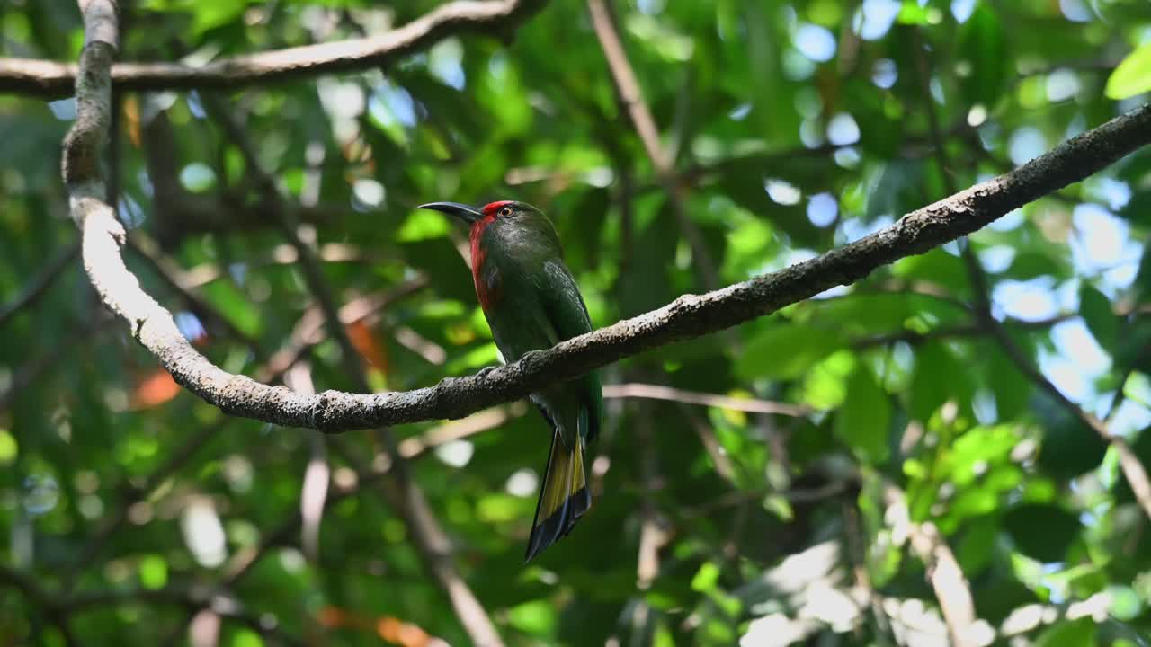 batiendo la cola y balanceándose con el viento mientras se posa en una rama de un árbol, un apicultor de barba roja nyctyornis amictus está mirando a su alrededor en el parque nacional