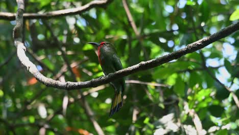 Flapping-its-tail-and-swinging-with-the-wind-while-perching-on-a-branch-of-a-tree,-a-Red-bearded-Bee-eater-Nyctyornis-amictus-is-looking-around-its-surroundings-in-the-national-park