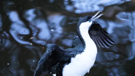 cormorant flapping wings near water at melbourne