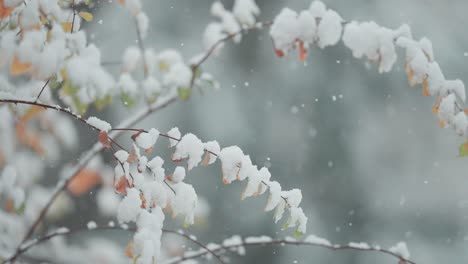 the close-up parallax shot captures light first snow on tree branches with withered autumn leaves