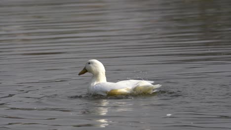 a white mallard duck flapping its wings and playing in the water