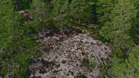 Close-forward-aerial-shot-of-green-forest-and-mossy-ground-in-Sweden