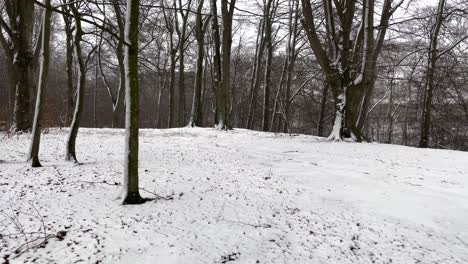 Schneit-Draußen-Im-Schwedischen-Wald