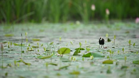 a distant view of the jacana amid dense aquatic flowers