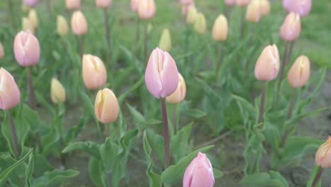 colorful tulips with pastel colors