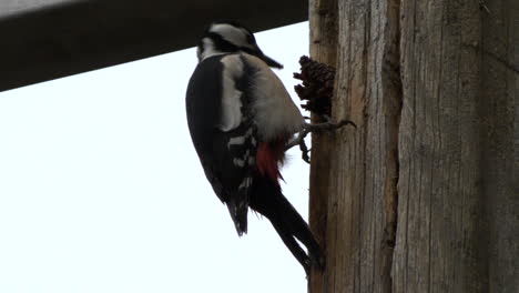 great spotted woodpecker hangs onto post and uses beak to extract seeds from pine cone