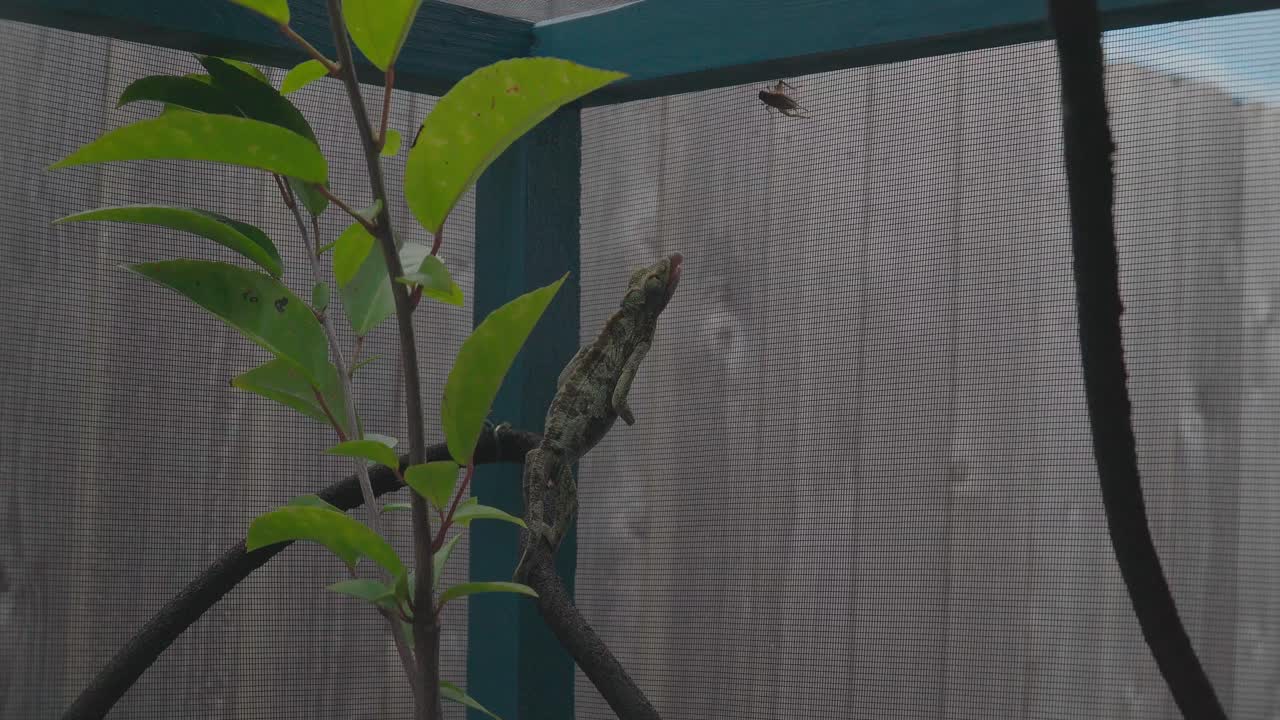 Jackson Chameleon catches a cricket