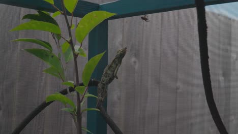 jackson chameleon catches a cricket