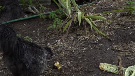 en la vida silvestre de la granja abierta natural pollo negro patio trasero saludable comer manzana
