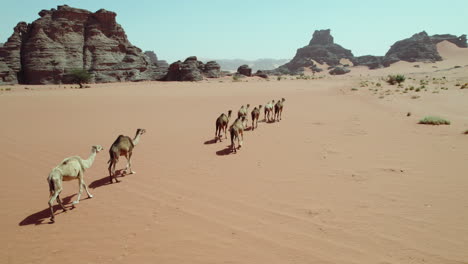 Caravan-Of-Dromedary-Camels-Travelling-On-The-Desert-Of-Djanet-In-Algeria
