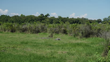 indian bull lying in green vegetation on sunny day