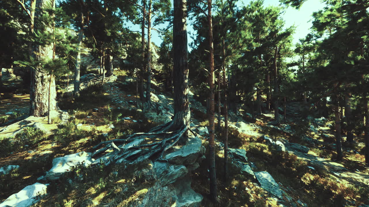 Forest landscape under bright sunlight with tall trees and rocky terrain