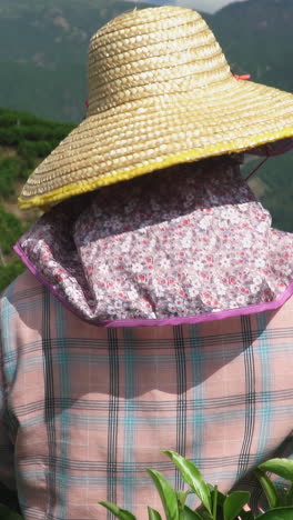 tea picker in a tea plantation