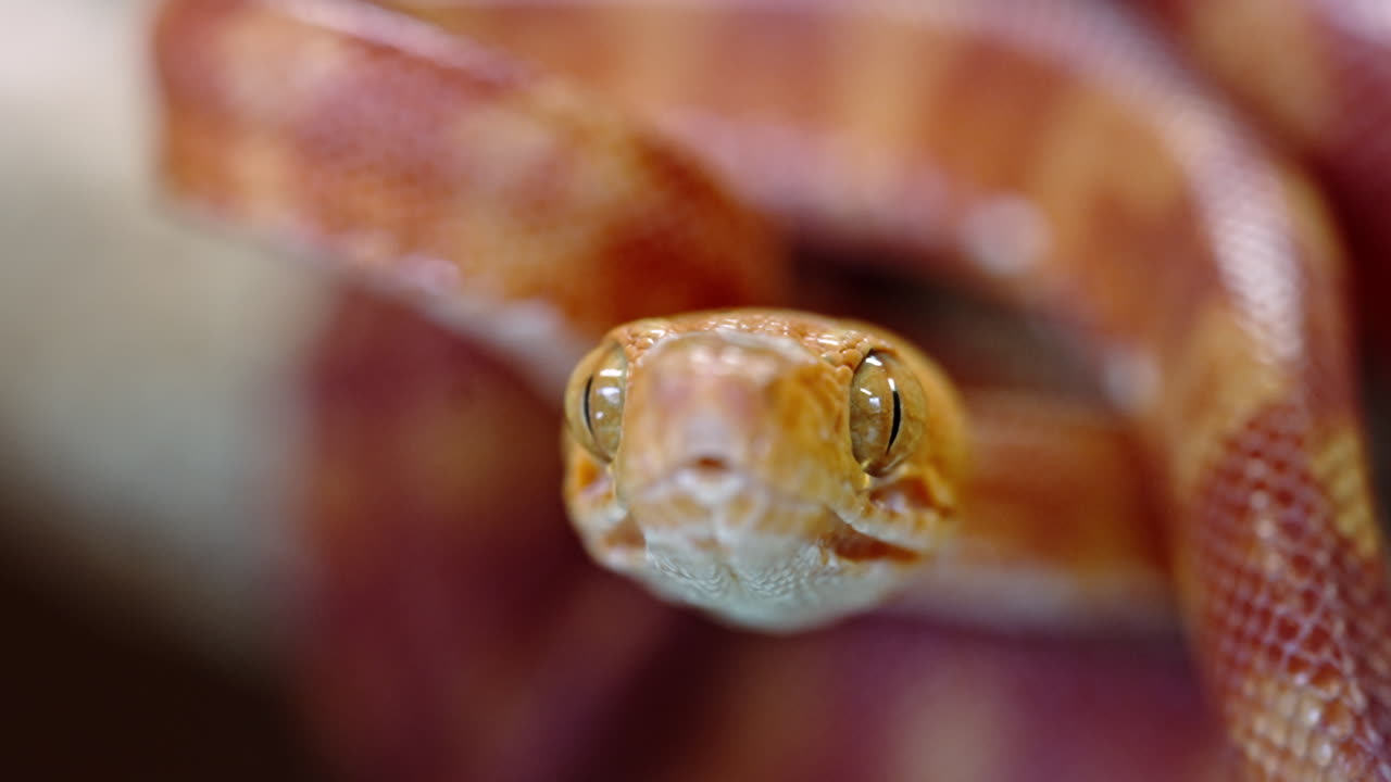 Close-up of a snake's head, highlighting its glossy eyes and patterned scales