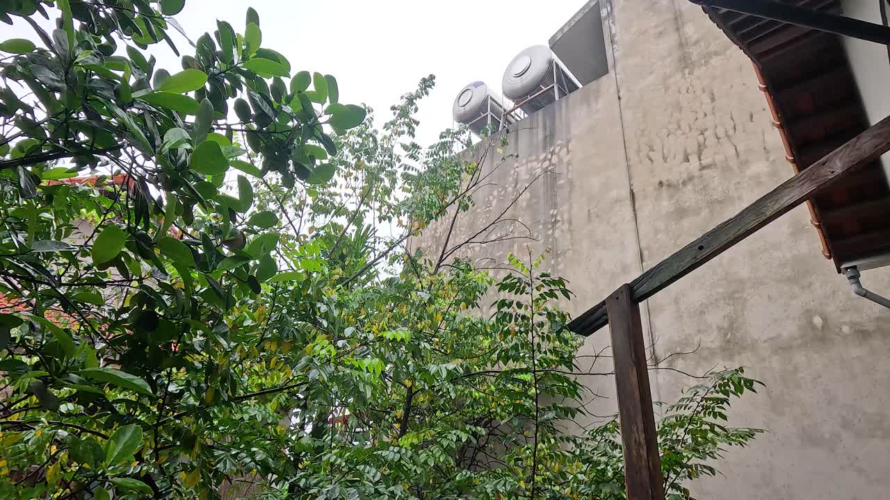 pájaro posado en un árbol cerca del edificio