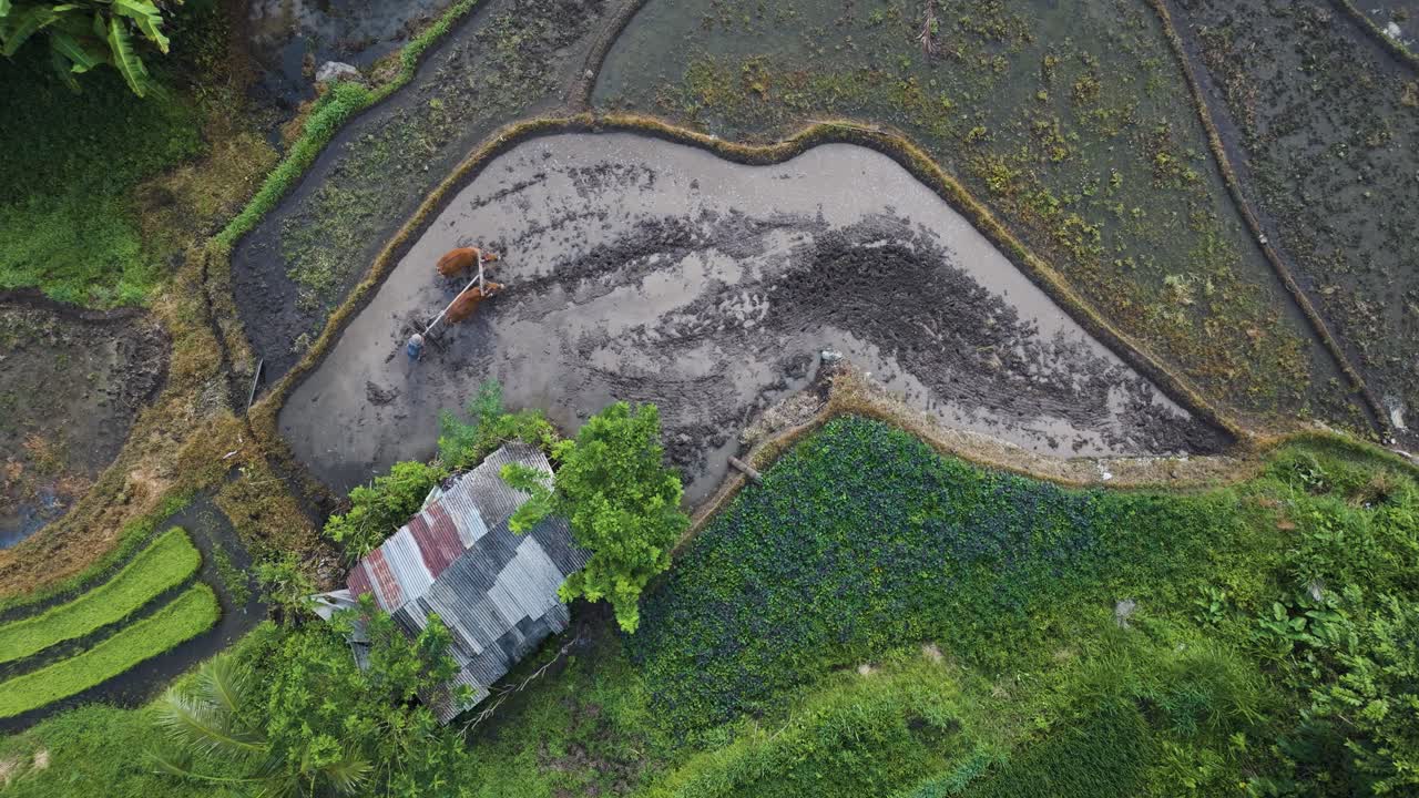 Aerial 4K drone shot of a Balinese farmer plowing a muddy rice field with two oxen and a traditional wooden plow in Sidemen, Bali. Traditional farming and rural life captured from above.