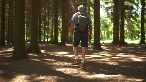 a man hiking in the forest