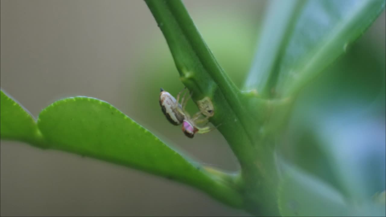 araña en vídeos de alta definición