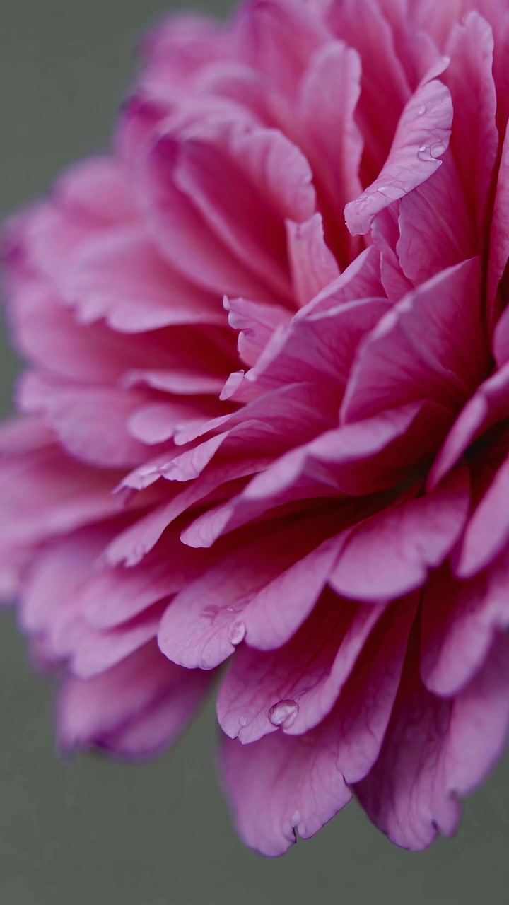 Primo Piano di una Peonia Rosa Fiorita con Gocce di Rugiada