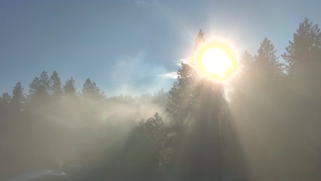 Dense-fog-in-forest-with-god-rays-moving-through-evergreen-trees