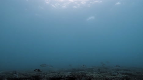 fotografía submarina de las aguas turbias del arrecife de coral de con dao en vietnam