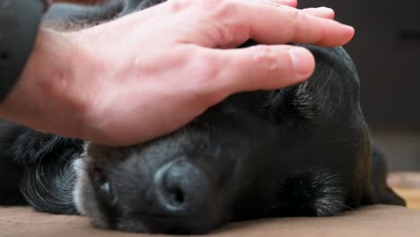 close-up of a relaxed black dog receiving gentle strokes on its sleepy face