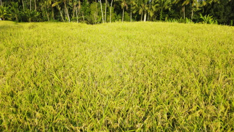 aerial over a rice field in ubud, bali, indonesia