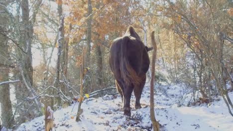 enorme bisonte europeo caminando en un bosque nevado