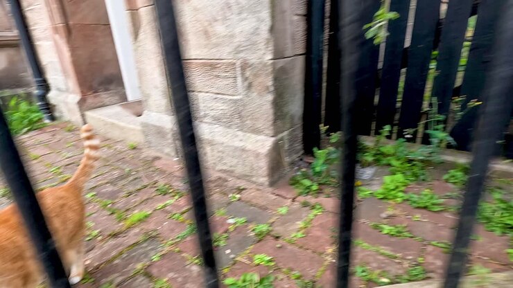 Un gatto che passeggia in un giardino