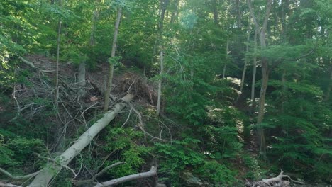 Forest-of-the-Wissahickon-creek,-with-sunlight-lens-flare