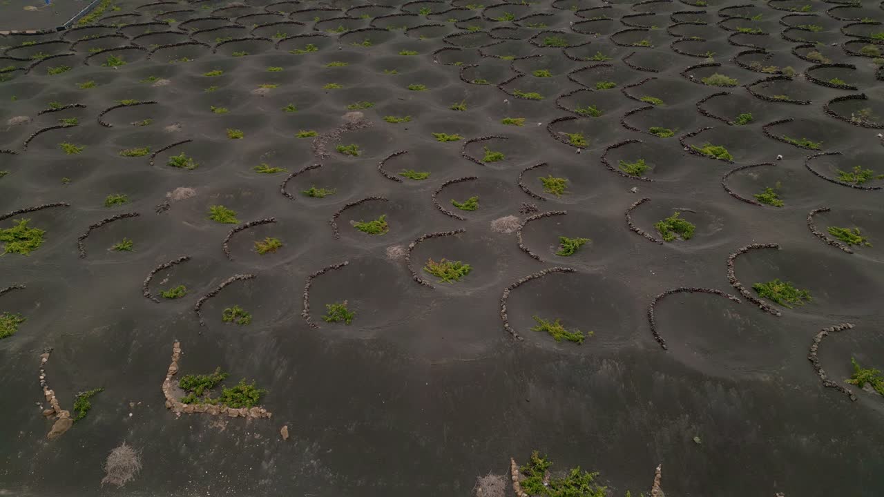 Cultivation of vineyards in volcanic terrain. Aerial panoramic view. Agriculture in volcanic terrain. Volcanic earth funnels and plants inside. Lanzarote. Canary Islands. Spain.
