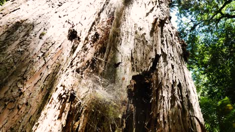 cobwebs-between-section-of-massive-trees