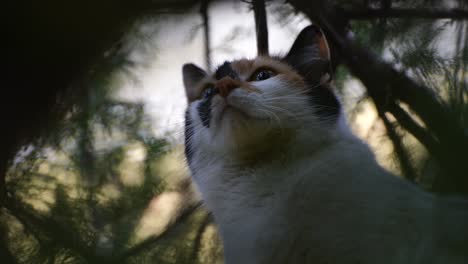 cat hidden on tree branches hunting birds and staying alert on every movement