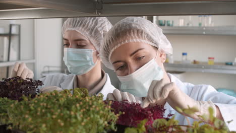 scientists growing microgreens in a lab