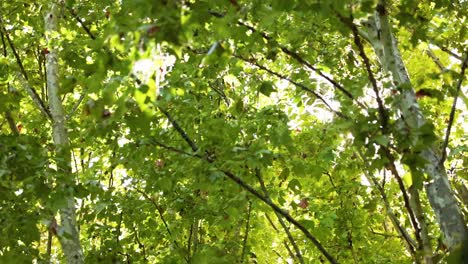 la luz del sol brilla a través de las hojas verdes de los árboles