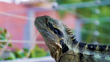 Australien-Wasserdrache,-Australien-Wassereidechse-Im-öffentlichen-Park-Nahaufnahme-Von-Australien-Wasserdrachen