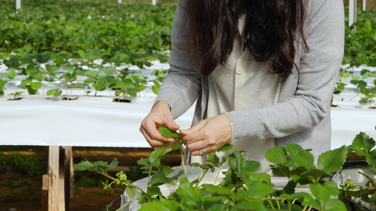 mujer trabajadora agrícola tocando, frotando e inspeccionando comprobando la hoja verde de la planta de fresa dentro del invernadero - cámara lenta