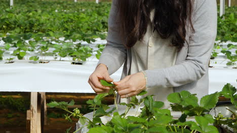 woman farm worker touching rubbing and inspecting checking green leaf of strawberry plant inside greenhouse - slow motion