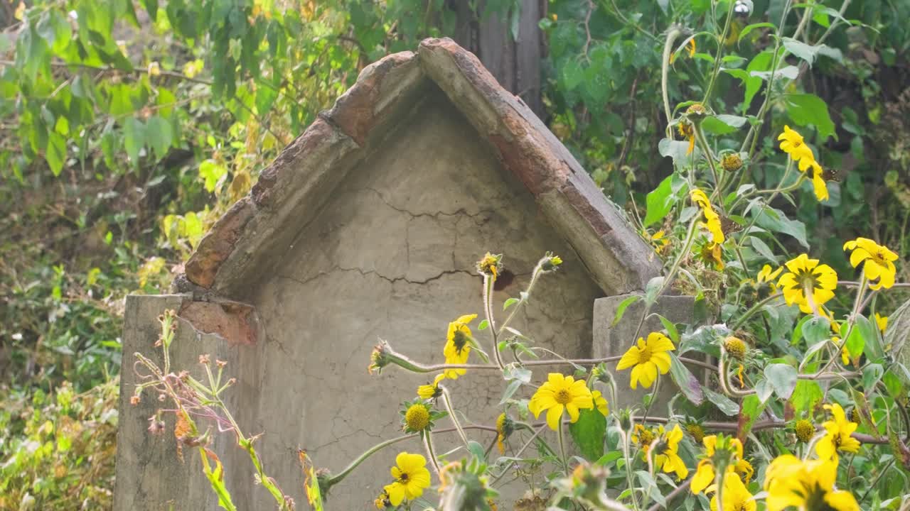 A derelict crumbling gravestone sits in overgrown yellow flowers as a butterfly pollinates and flies around it